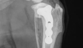 Advanced Stifle Surgery