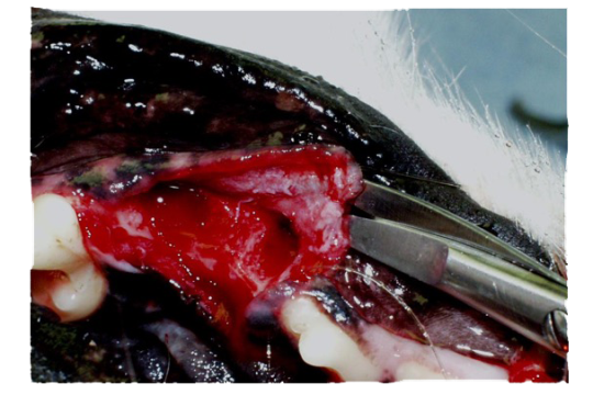 Dissecting scissors in tunnel