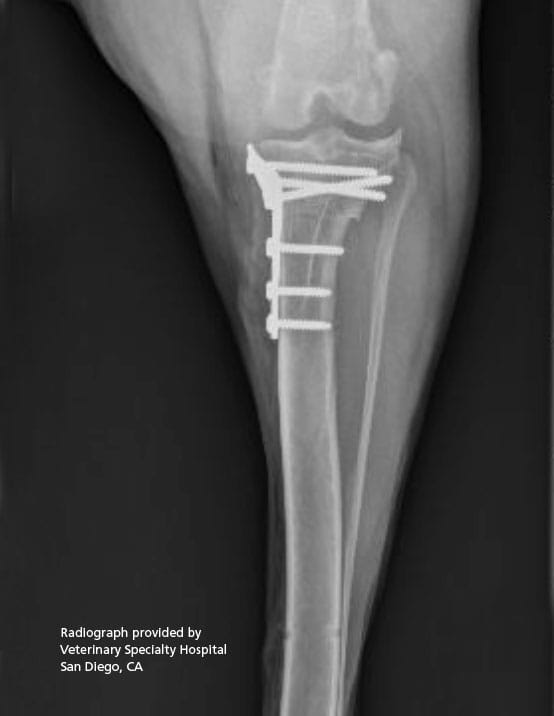 Joint Management | Securos Surgical