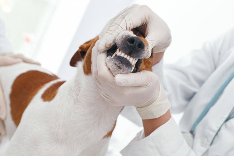 Dog getting his teeth looked at